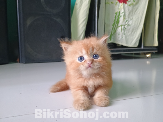 Persian Kitten